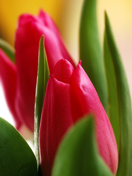tulip03.jpg