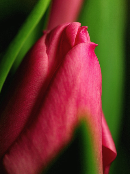 tulip04.jpg