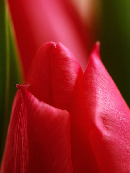 tulip05.jpg