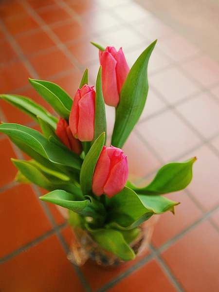 tulip06.jpg