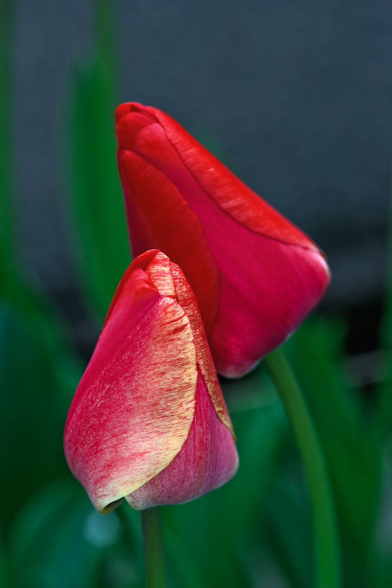 tulip11-01.jpg