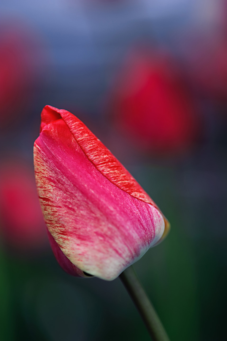 tulip11-03.jpg