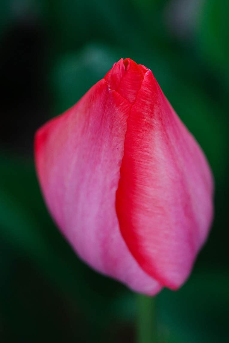 tulip11-07.jpg