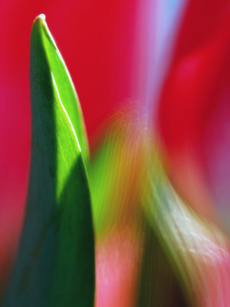 tulip2-01.jpg