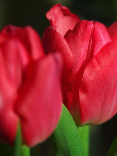 tulip2-02.jpg