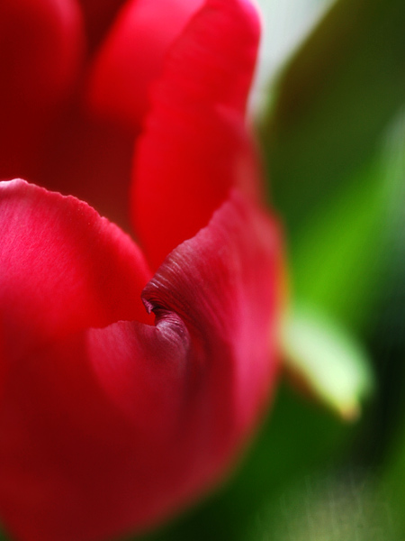 tulip2-03.jpg