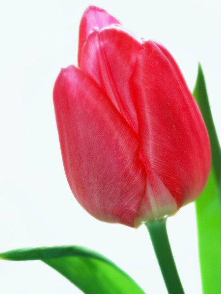 tulip2-05.jpg